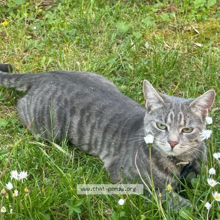 Photo 2/4 Kika Chat perdu à Colombes