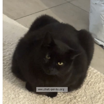 Photo de chat trouvé à Irigny