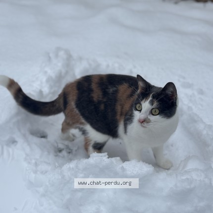 Photo 1/1 Paquerette Chat perdu à Limeil Brevannes