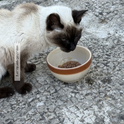 Photo de chat trouvé à Authon Du Perche