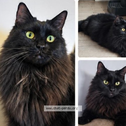 Photo de chat perdu à Croix Chapeau