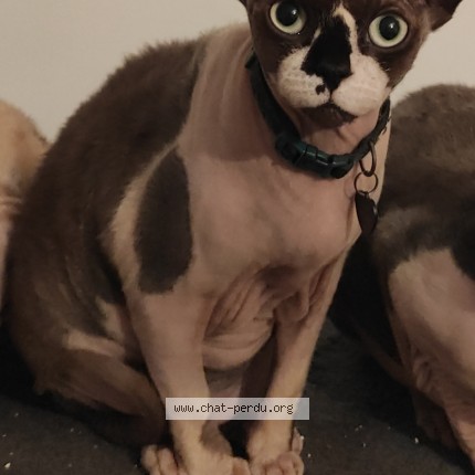 Photo de chat perdu à Drehance