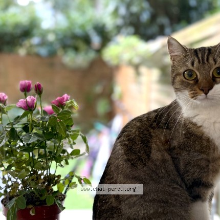 Photo de chat perdu à Brunoy