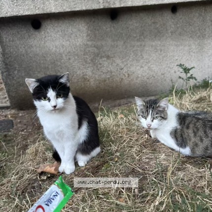 Photo 1/1 Mili Chat perdu à Le Vert De Maison
