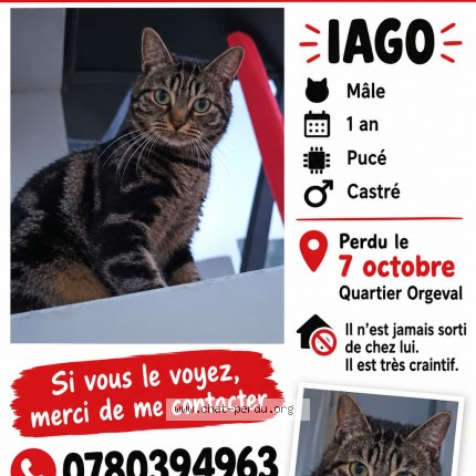 Photo de chat perdu à Reims