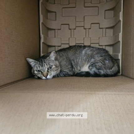 Photo 1/1 tigri Chat perdu à Bobigny