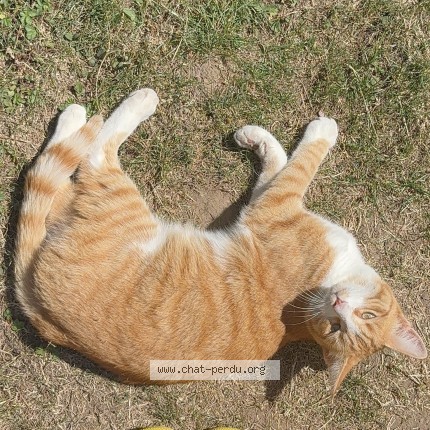 Photo 1/1 Garfield Chat perdu à Oeting