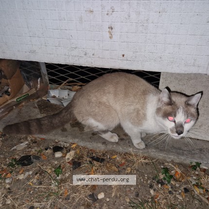 Photo de chat trouvé à Argenteuil