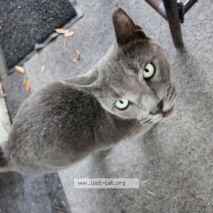Photo de chat trouvé à Clearwater