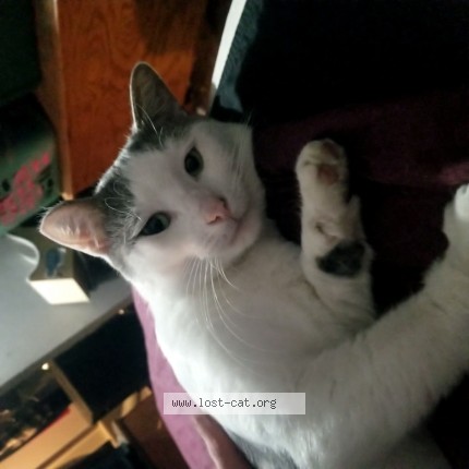 Photo de chat trouvé à Montrose