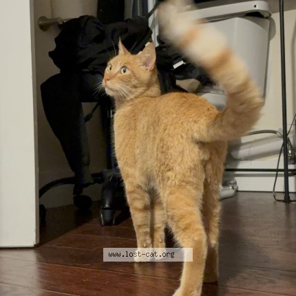 Photo de chat trouvé à Pomona
