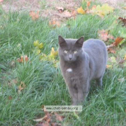 Photo de chat trouvé à Epeigne Sur Deme