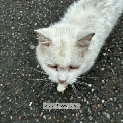Photo de chat trouvé à Quaregnon