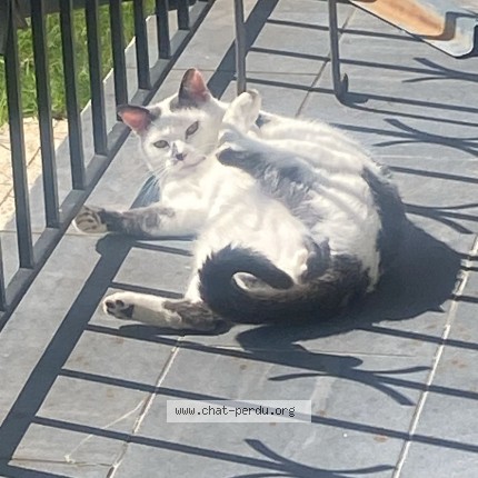 Photo de chat perdu à Pau