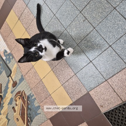 Photo 1/1 Chat trouvé Trouvé à 94000 Creteil