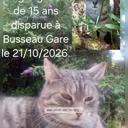Photo 1/1 Chat retrouvé Perdu à Ahun
