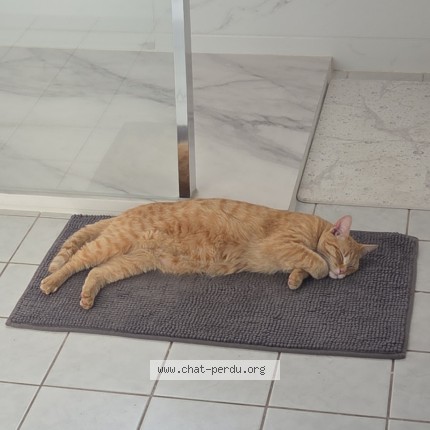 Photo 1/1 nougatine Chat perdu à Feyzin