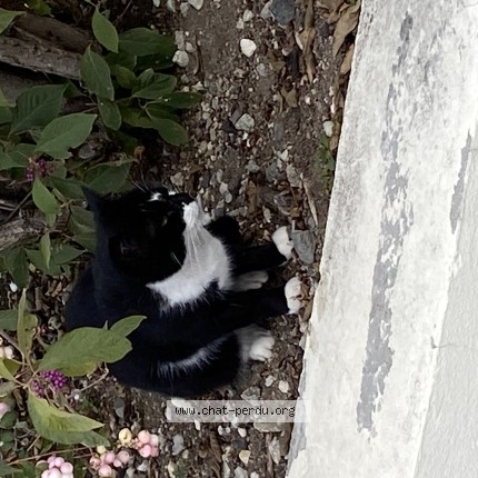 Photo 1/1 Chat trouvé Trouvé à Clermont Ferrand