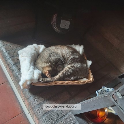 Photo 1/1 Chat trouvé Trouvé à Boulogne Sur Gesse