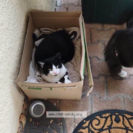 Photo de chat trouvé à Saint Priest