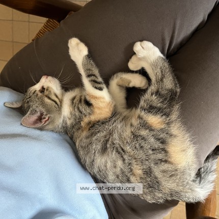 Photo de chat trouvé à Saint Benigne