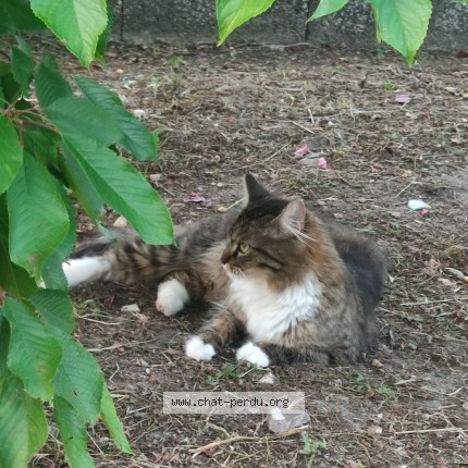 Photo 1/1 Nala Chat perdu à Chelles