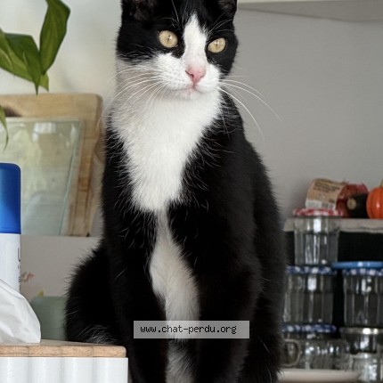Photo de chat perdu à Plouedern
