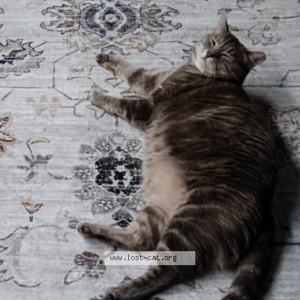 Photo de chat perdu à Farmingville