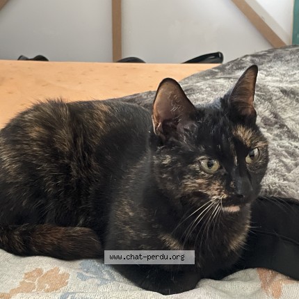 Photo de chat trouvé à Joue Les Tours