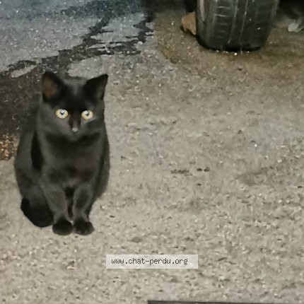 Photo de chat trouvé à Cours