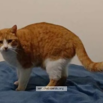 Photo de chat perdu à La Possession