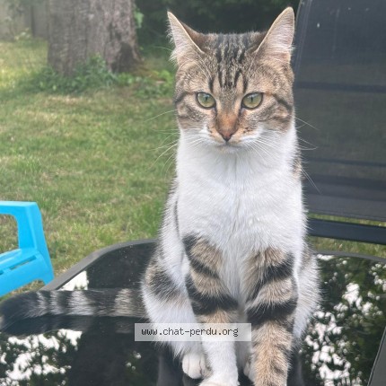 Photo 1/1 Aloha Chat perdu à Cravant