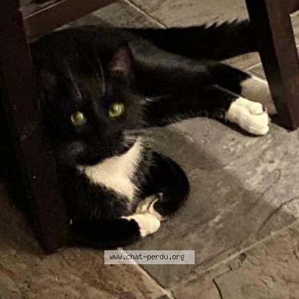 Photo de chat perdu à Longueuil