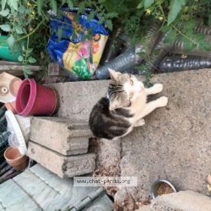 Photo de chat trouvé à Maulevrier