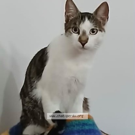 Photo de chat perdu à Bereldange