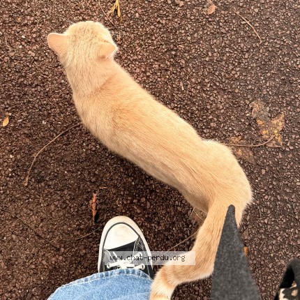 Photo de chat trouvé à Verrieres Le Buisson
