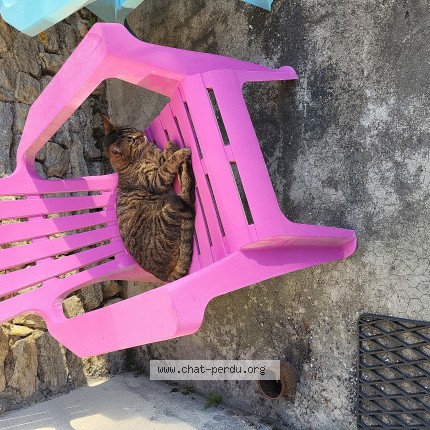 Photo de chat perdu à Bouilly En Gatinais