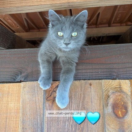 Photo de chat perdu à Dompierre Sur Besbre