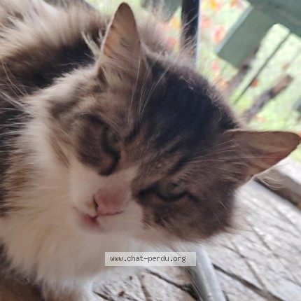 Photo de chat trouvé à Lurs