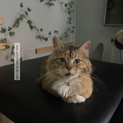 Photo de chat perdu à Santiago