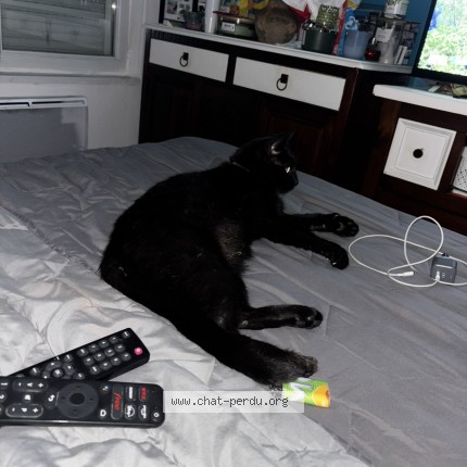 Photo de chat perdu à Outreau
