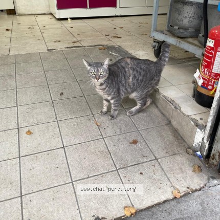 Photo 1/1 Chat trouvé Trouvé à Ivry Sur Seine