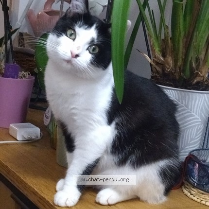 Photo de chat perdu à La Bruffiere
