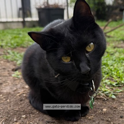 Photo de chat perdu à Moron