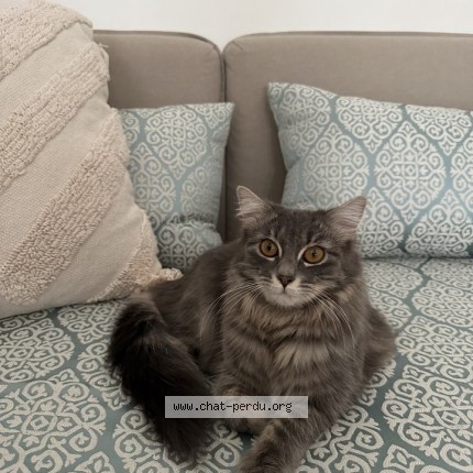 Photo de chat perdu à Paris