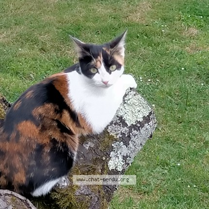 Photo de chat perdu à Auxerre