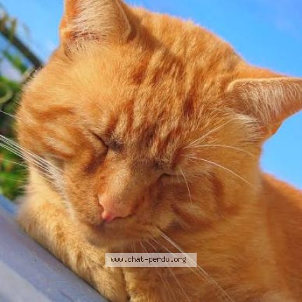 Photo de chat perdu à Annaba