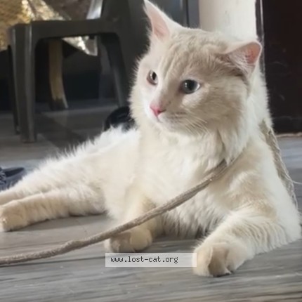 Photo de chat trouvé à Lahore