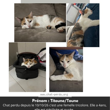 Photo de chat perdu à Montigny En Gohelle