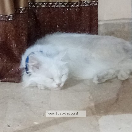 Photo de chat trouvé à Karchi